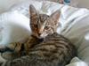 Huskat Tiger Lilli