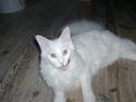 Maine Coon Cosmo