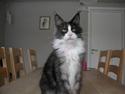 Maine Coon Coon Danica Poker Face