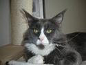 Maine Coon Langstteich In Petto