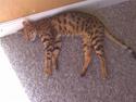Bengal Kira