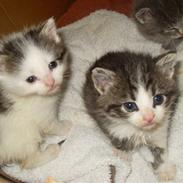 Blanding af racer Laban