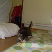 Blanding af racer Laban