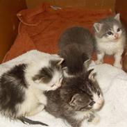 Blanding af racer Laban