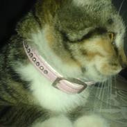 Blanding af racer "kat"