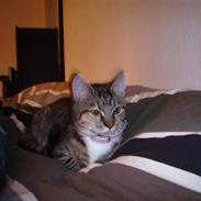 Blanding af racer "kat"