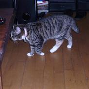 Blanding af racer "kat"