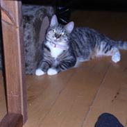 Blanding af racer "kat"