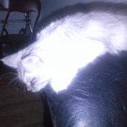 Blanding af racer Fenris