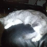 Blanding af racer Fenris