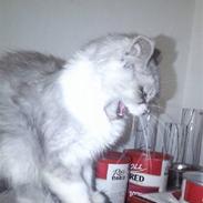 Blanding af racer Fenris