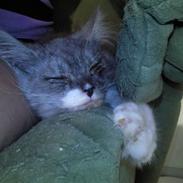 Blanding af racer Fenris