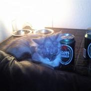 Blanding af racer Fenris