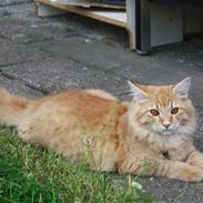 Maine Coon leopold