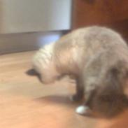 Hellig Birma Bastian *Bette misen*SOLG