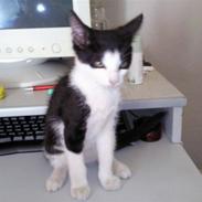 Huskat tazan r.i.p