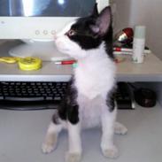 Huskat tazan r.i.p