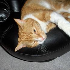 Huskat Charles Chaplin