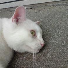 Huskat Albert