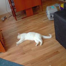 Huskat Albert