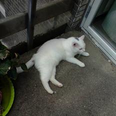 Huskat Albert