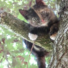 Blanding af racer ???? 