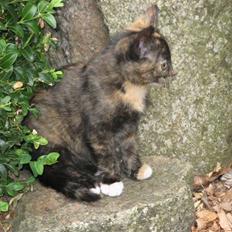 Blanding af racer ???? 