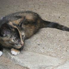 Blanding af racer ???? 