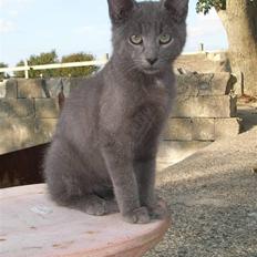 Blanding af racer sveske 