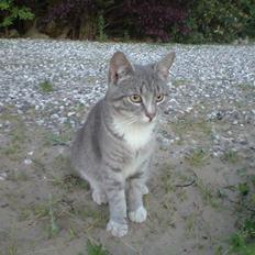 Huskat Mickey (VÆK)