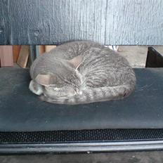 Huskat Mickey (VÆK)