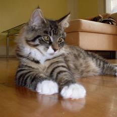 Norsk Skovkat Jackie