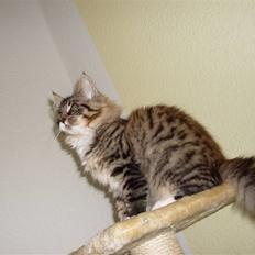 Norsk Skovkat Jackie