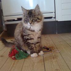 Norsk Skovkat Jackie