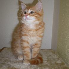 Maine Coon Buller (Butler)