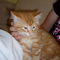 Maine Coon Buller (Butler)