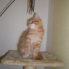 Maine Coon Buller (Butler)