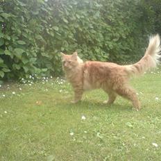 Blanding af racer Fanta (min fars)