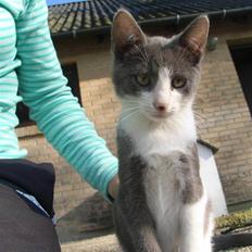 Blanding af racer sofus