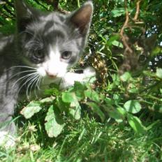 Blanding af racer sofus