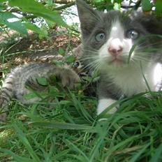 Blanding af racer sofus