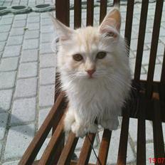 Blanding af racer Bella (P) 