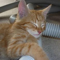 Blanding af racer Frederik