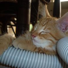 Blanding af racer Frederik