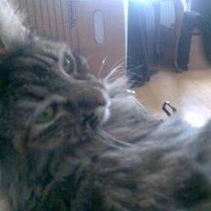 Norsk Skovkat Missenkram