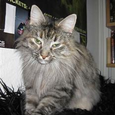 Norsk Skovkat Missenkram