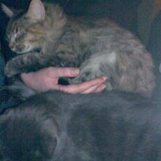 Norsk Skovkat Missenkram