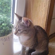Huskat Peanut (Hvil i fred)