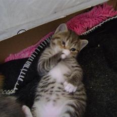 Huskat Peanut (Hvil i fred)