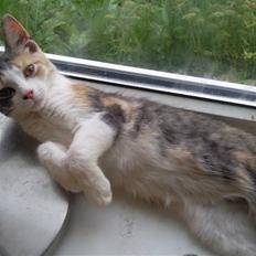Huskat Nougat